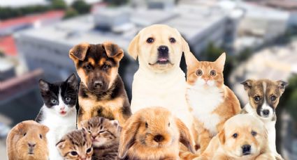 ¿Dónde está el hospital veterinario público en CDMX con atención 24 horas y qué servicios ofrece?