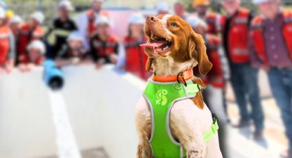Conoce a ‘Manchas’, el perro que es capaz de detectar fugas de agua en México