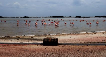 Suman voces para enfrentar el cambio climático en Yucatán