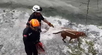Rescatan a 2 perros atrapados en canalón de Apodaca | VIDEO