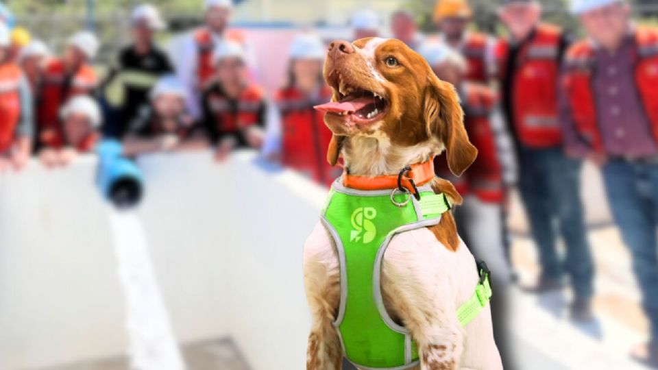Conoce a 'Manchas', el perro detector de fugas de agua.