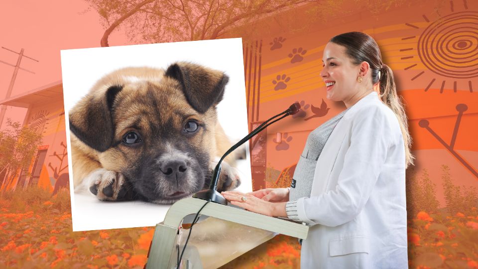 La titular de Amar a Nuevo León, señaló que el objetivo no solo es dar en adopción a perros y gatos, sino buscar transformar la vida de aquellos animales maltratados.