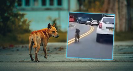 VIDEO| Graban a conductor que abandonó a su perrito en carretera de Colombia