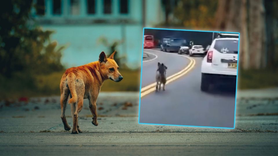 La crueldad animal vuelve a encender las alarmas en Colombia.