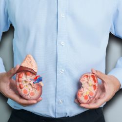 Riñones, los filtros silenciosos que cuidan tu cuerpo