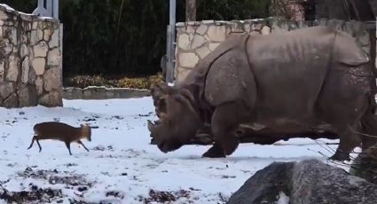 VIDEO | Pequeño ciervo reta a rinoceronte en el zoológico y su reacción se hace viral