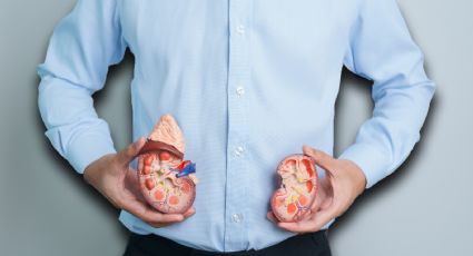 Riñones, los filtros silenciosos que cuidan tu cuerpo