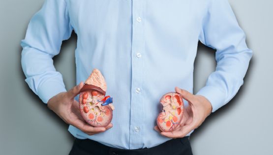 Riñones, los filtros silenciosos que cuidan tu cuerpo