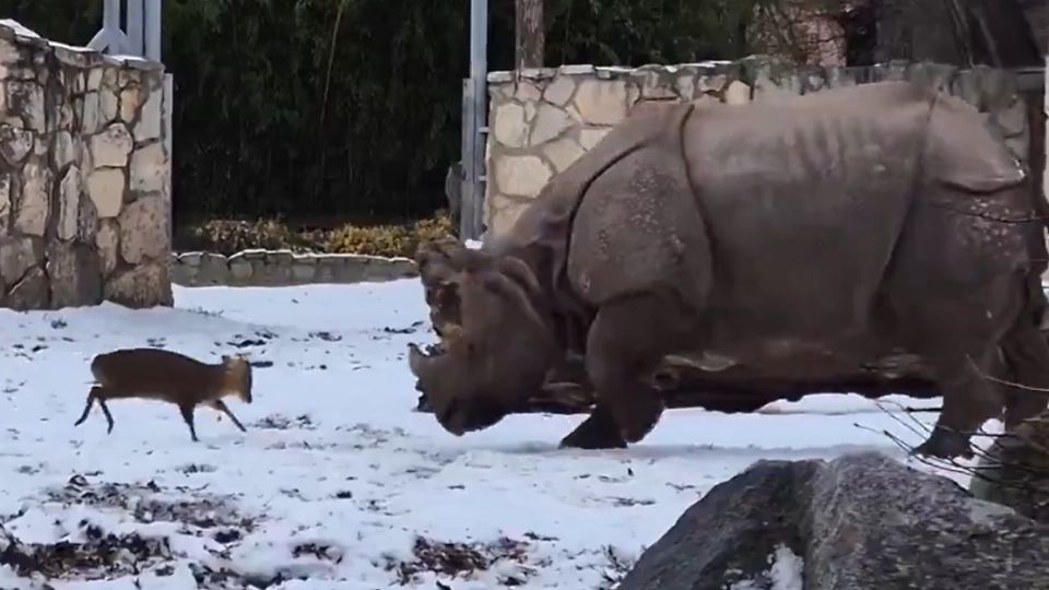 Pequeño ciervo reta a rinoceronte en el zoológico y su reacción se hace viral