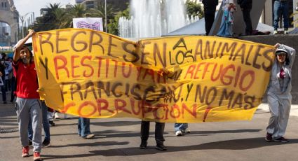 Devuelvan con vida a perros y gatos y quédense con su predio, exige Refugio Franciscano