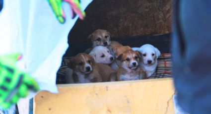 VIDEO | Rescatan a ocho perritos atrapados en una construcción de Apodaca