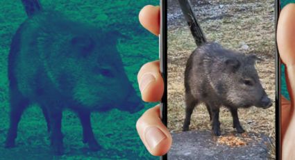 Graban a pecarí en Avenida Revolución al sur de Monterrey | VIDEO