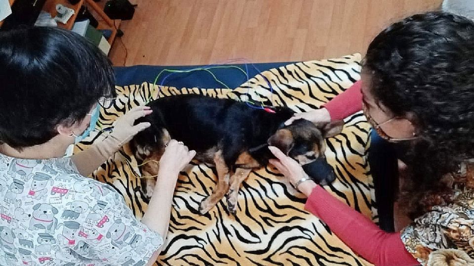 Perritos del caso del Refugio Franciscano.