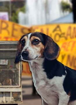 Perros del Refugio Franciscano permanecen 'presos' en kennels, denuncia activista