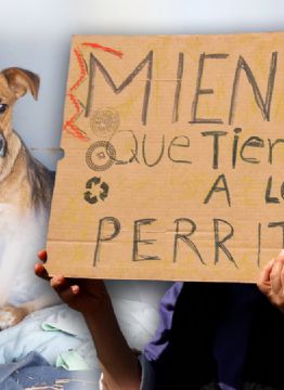 'Comían pan con agua': Dominique Peralta narra cómo vivían perros y gatos del Refugio Franciscano