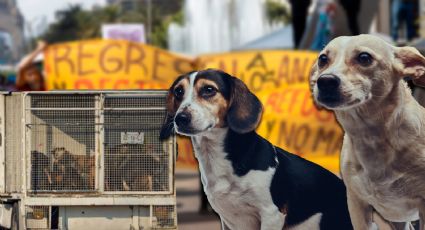 Perros del Refugio Franciscano permanecen 'presos' en kennels, denuncia activista