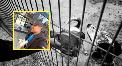 VIDEO | Todo lo que sabemos sobre los perritos rescatados del Refugio Franciscano