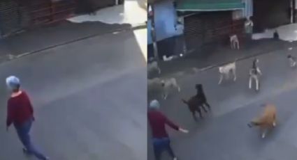 VIDEO | Abuelita es atacada por una jauría de 15 perros en Morelos