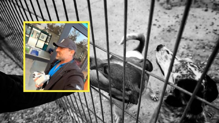 VIDEO | Todo lo que sabemos sobre los perritos rescatados del Refugio Franciscano