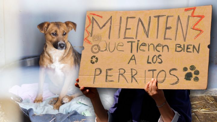 Refugio Franciscano en CDMX: así vivían 759 perros y gatos entre hambre y sarna