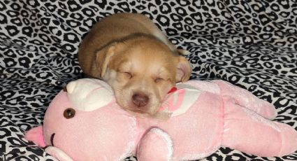 ¿Qué pasó con los perritos rescatados en el municipio de Apodaca?