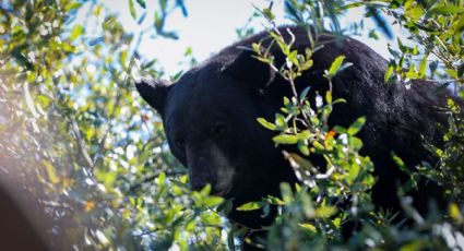 Avistamiento de oso en Ciudad Satélite moviliza a Protección Civil de Nuevo León