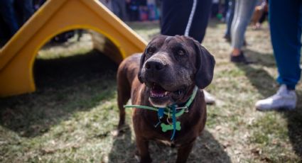 Ley de refugios de animales será aprobada en próximo periodo de sesiones del congreso capitalino