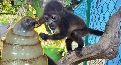 Alarma por gusano barrenador tras muerte de un mono saraguato