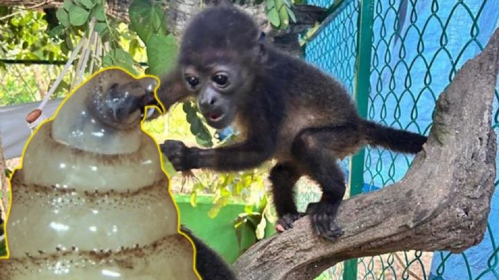 Alarma por gusano barrenador tras muerte de un mono saraguato