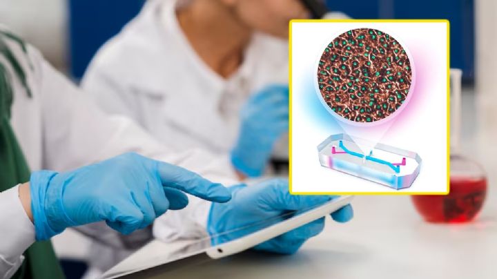 UNAM sorprende al crear el primer hígado en chip capaz de imitar las funciones del órgano