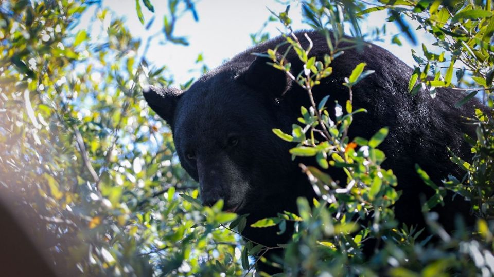 Elementos de Protección Civil acordonaron la plaza de Ciudad Satélite tras el avistamiento de un oso negro en un árbol, cerca de un área de juegos.