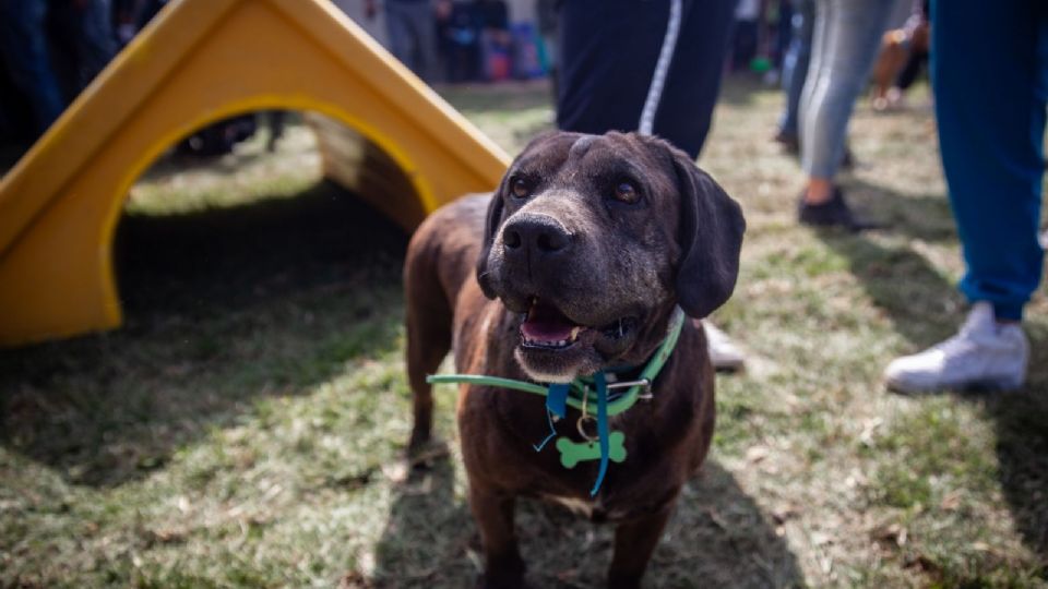 La iniciativa de Clara Brugada para regular la actividad de los refugios para animales será presentada en el Congreso capitalino el próximo miércoles.