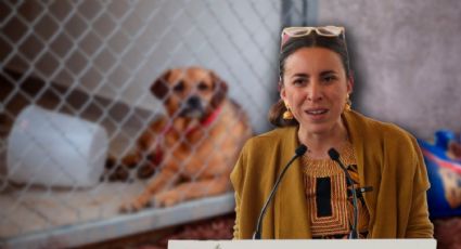 ¿Qué pasará con los perros del Refugio Franciscano? Sedema detalla proceso de adopción tras maltrato
