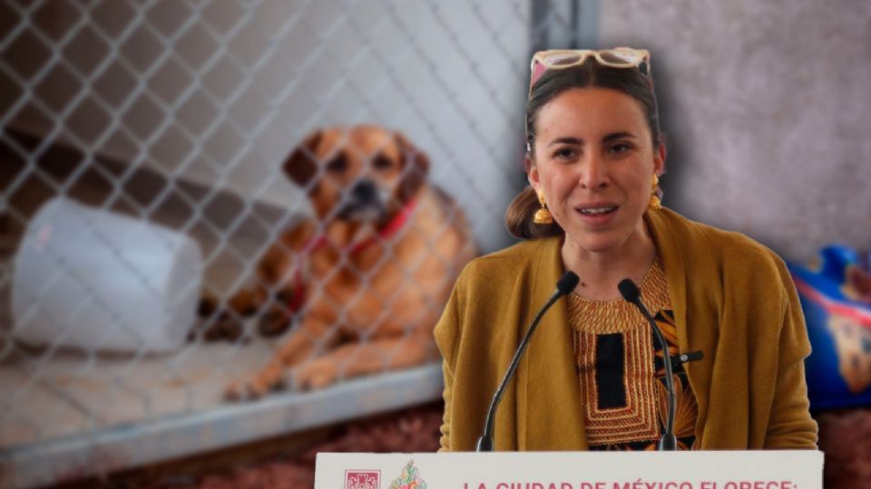 En el Refugio Franciscano se rescataron a más de 300 perros tras una serie de denuncias ciudadanas que alertaron sobre las condiciones extremas en las que vivían los animales.