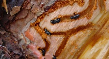 Alertan por la aparición de un insecto descortezador en la Sierra de Santiago