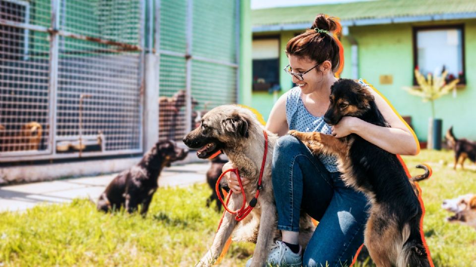 304 perros fueron trasladados al Refugio Ajusco, por instrucción directa de la Jefatura de Gobierno.