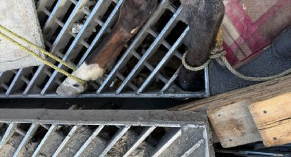 Rescatan a caballo atrapado en rejilla de drenaje en la colonia Francisco Villa