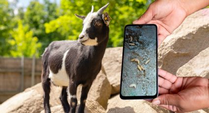 Detectan el primer caso de gusano barrenador en el Edomex; podría afectar el precio de la carne