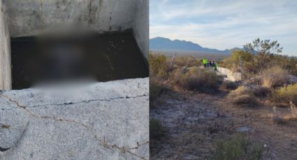 Hallan oso negro sin vida en Galeana, Nuevo León