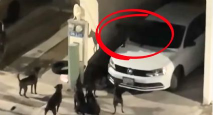 Vecinos de Santa Catarina alertan por pandilla de perros que causa destrozos en La Conquista