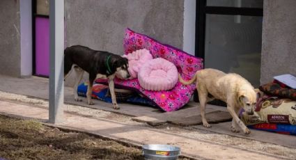 Seis perritos del Refugio Franciscano han muerto tras su rescate