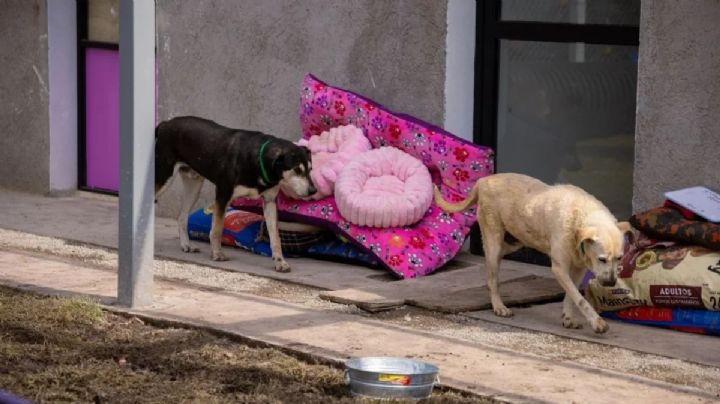 Seis perritos del Refugio Franciscano han muerto tras su rescate