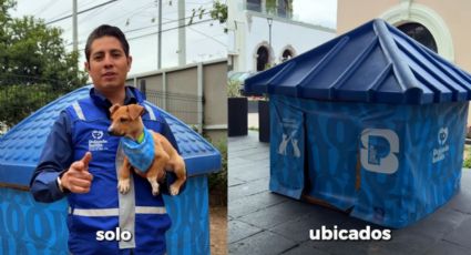 Habilita San Pedro refugios temporales para perros y gatos ante bajas temperaturas