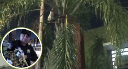 Policías de Proxpol de Escobedo rescatan a gato atrapado en palma de colonia Renacimiento
