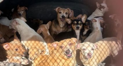 Rescatan a 50 perros en vivienda de Alta Vista Invernadero, en Monterrey