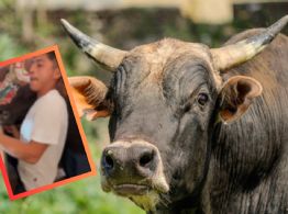 VIDEO | Obligan a un toro a beber cerveza en la "Temaxeada" de Yucatán; exigen sanciones