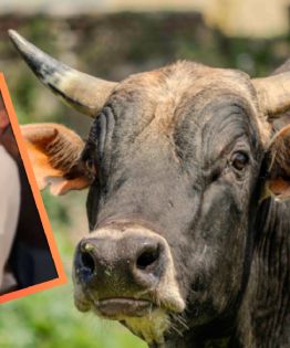 VIDEO | Obligan a un toro a beber cerveza en la "Temaxeada" de Yucatán; exigen sanciones