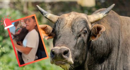 VIDEO | Obligan a un toro a beber cerveza en la "Temaxeada" de Yucatán; exigen sanciones