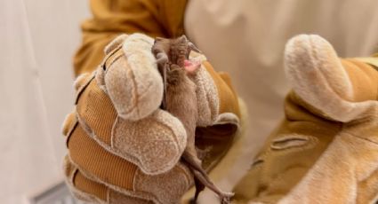 Guardia Forestal rescata murciélago en baño de la Clínica 17 del IMSS