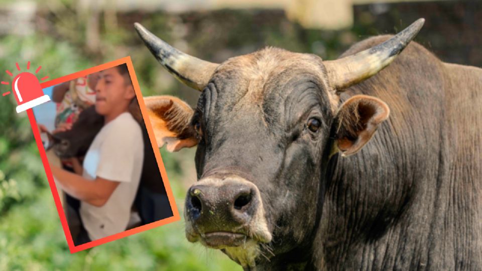 La 'Temaxeada' es promovida como una festividad de carácter cultural inspirada en eventos taurinos internacionales.